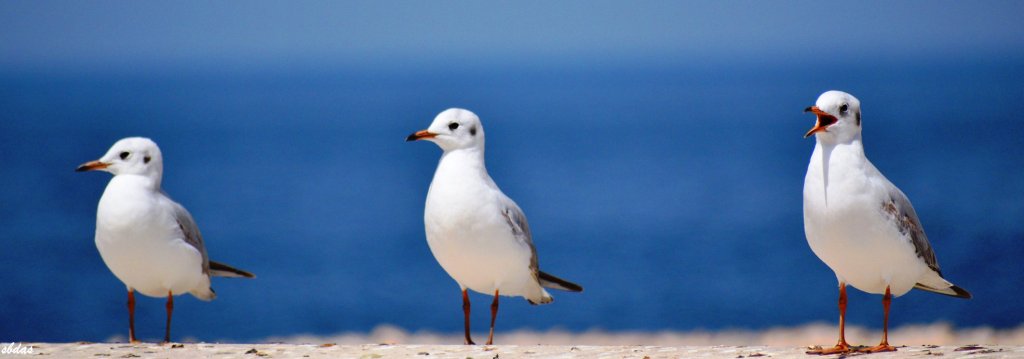 Symphony of Enchanting&nbsp;Terns