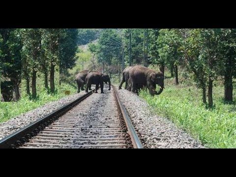 Blood Moon Descends ©